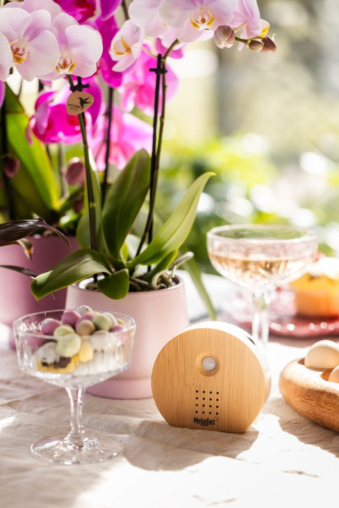 Melodiez  Nature Box